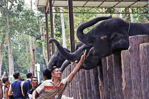 feeding elephants-AsiaPhotoStock