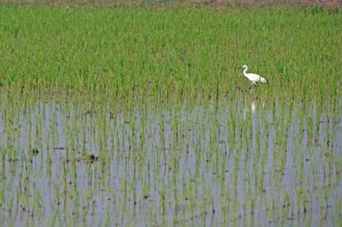 egret in rice field-AsiaPhotoStock