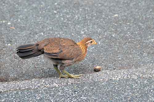 female fowl-AsiaPhotoStock