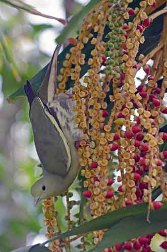 female green pigeon-AsiaPhotoStock