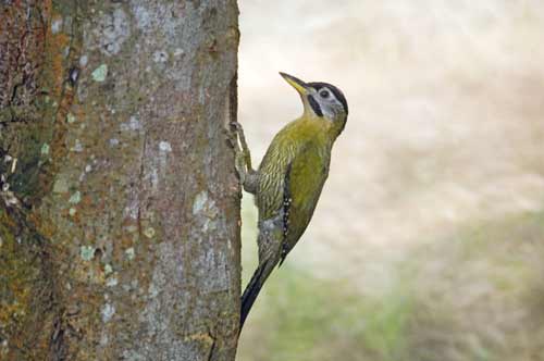 female laced woodpecker-AsiaPhotoStock