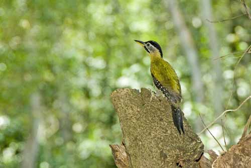 female laced woodpeckers-AsiaPhotoStock