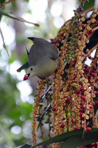 female pink necked-AsiaPhotoStock