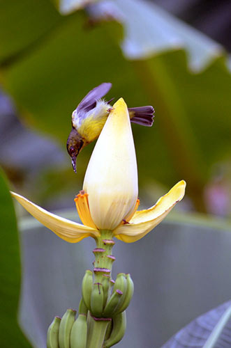 female plain throated sunbird-AsiaPhotoStock