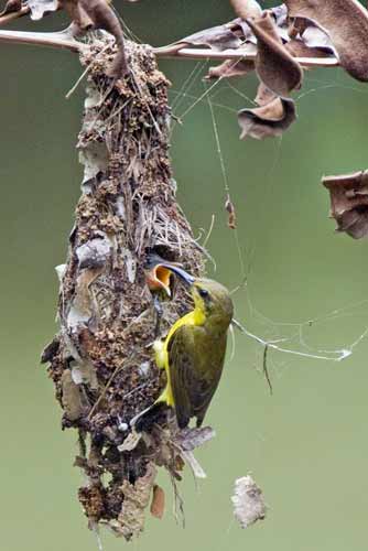 sunbird chick-AsiaPhotoStock