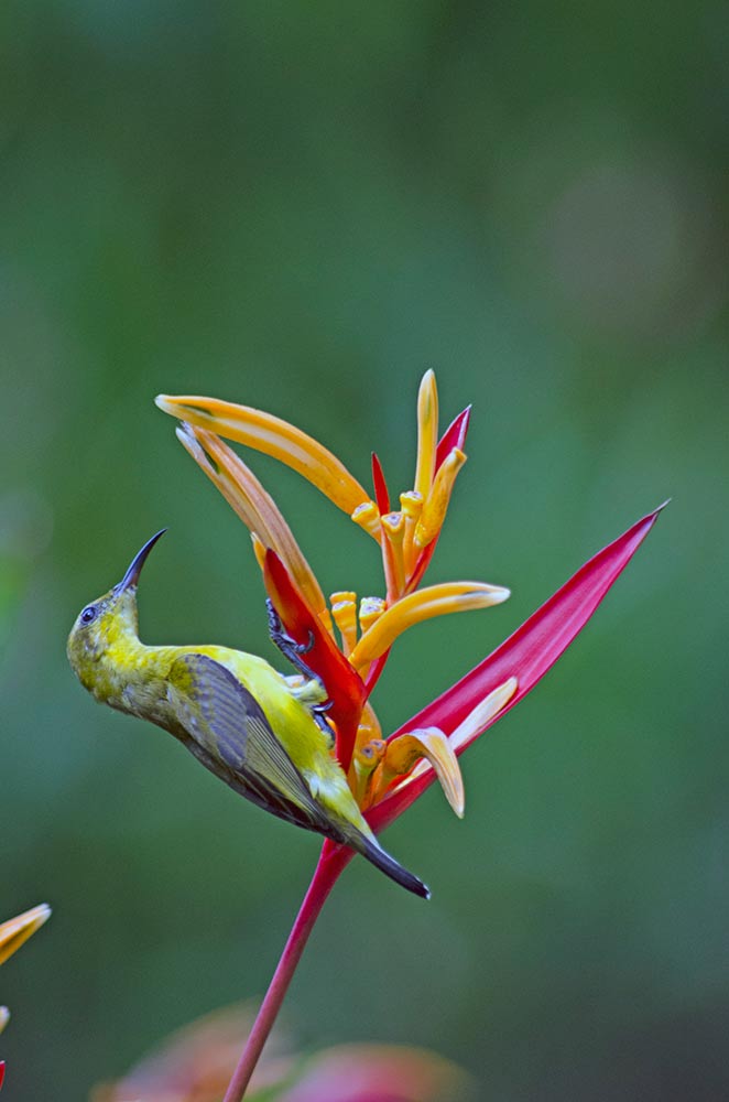 female sunbird singapore-AsiaPhotoStock