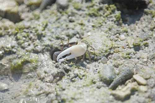 fiddler crab claw-AsiaPhotoStock