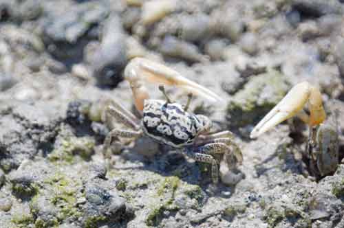 fiddler crabs fight-AsiaPhotoStock