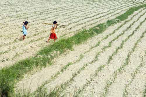 pattern in field-AsiaPhotoStock