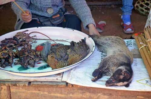 field rats-AsiaPhotoStock