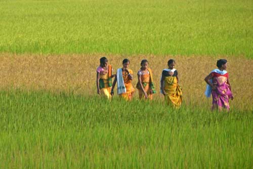 field walk-AsiaPhotoStock