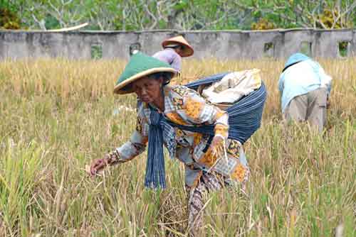 field work-AsiaPhotoStock