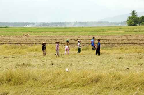 field workers-AsiaPhotoStock