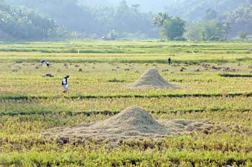 rice fields in afternoon-AsiaPhotoStock