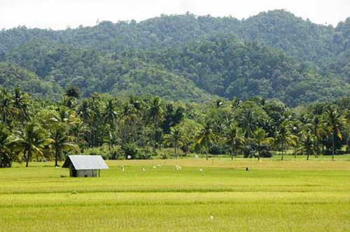 rice fields-AsiaPhotoStock