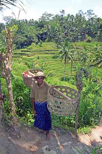 fields of bali-AsiaPhotoStock