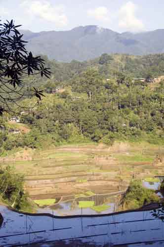 rice field-AsiaPhotoStock