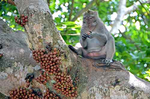 fig and monkey-AsiaPhotoStock