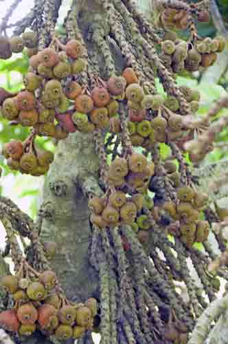 figs-AsiaPhotoStock