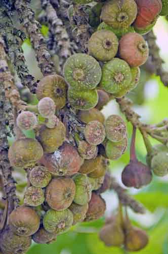 fig or ficus-AsiaPhotoStock