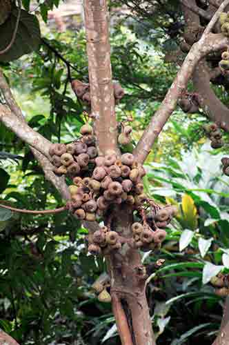 fig kerala-AsiaPhotoStock