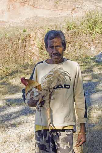 fighting cock-AsiaPhotoStock