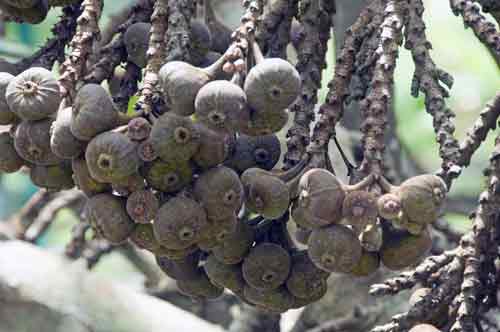 thai figs-AsiaPhotoStock