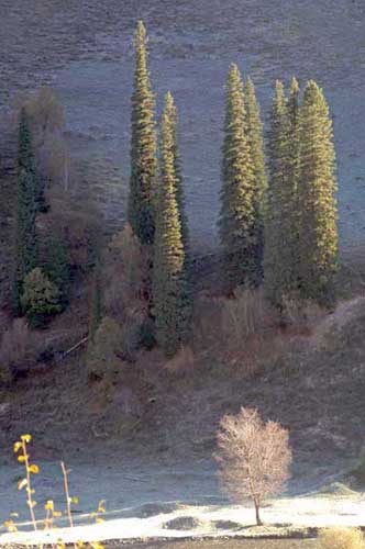 fir trees in valley-AsiaPhotoStock