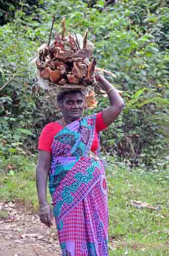 firewood munnar-AsiaPhotoStock