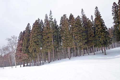 fir trees in snow-AsiaPhotoStock