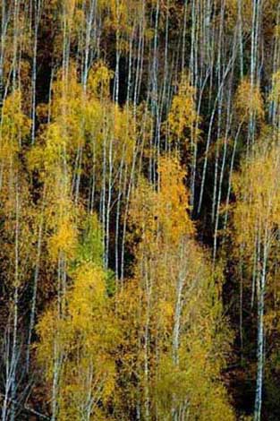 fir trees trunks-AsiaPhotoStock