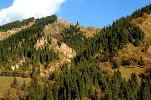 firs on hillside-AsiaPhotoStock