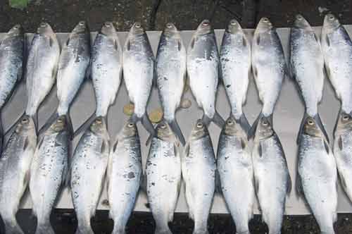 fish display-AsiaPhotoStock