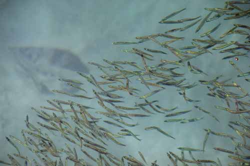 fish at pulau tiga-AsiaPhotoStock