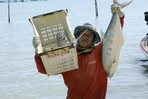 fish catch phuket-AsiaPhotoStock