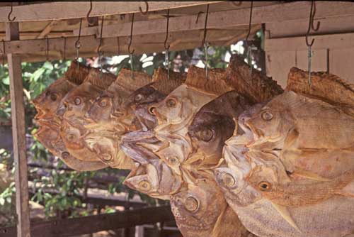 dried fish-AsiaPhotoStock