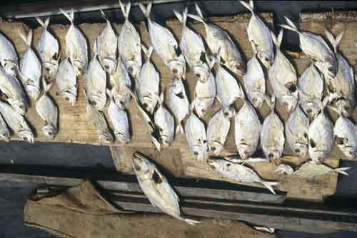 fish drying-AsiaPhotoStock