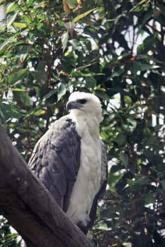 white bellied fish eagle-AsiaPhotoStock