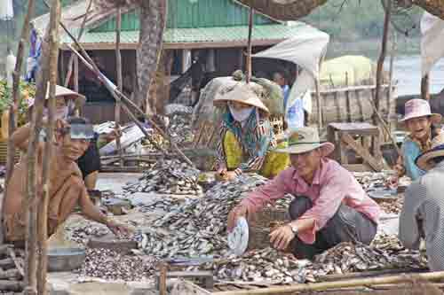 fish factory-AsiaPhotoStock