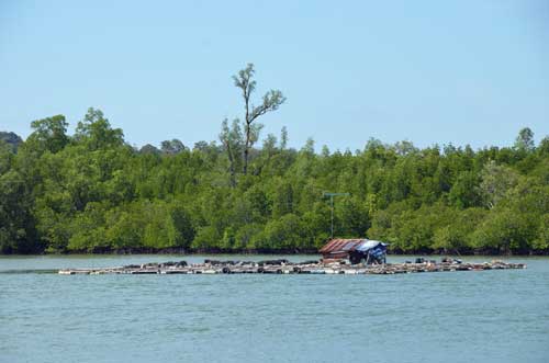 fish farming-AsiaPhotoStock