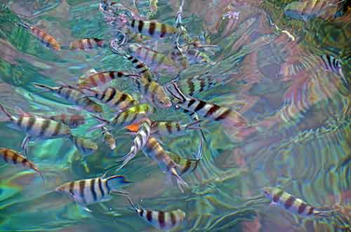 fish feeding-AsiaPhotoStock