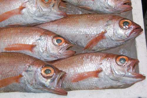 fish market-AsiaPhotoStock