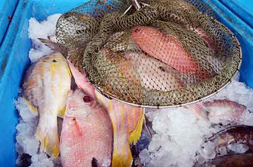 fish supper in bali-AsiaPhotoStock