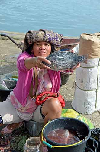 fish tomok-AsiaPhotoStock