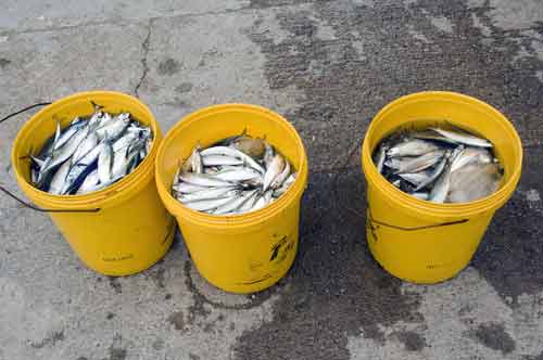 fish in yellow buckets-AsiaPhotoStock