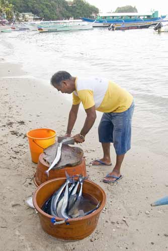 cutting fish-AsiaPhotoStock