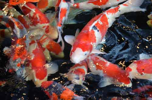 fishes koi-AsiaPhotoStock