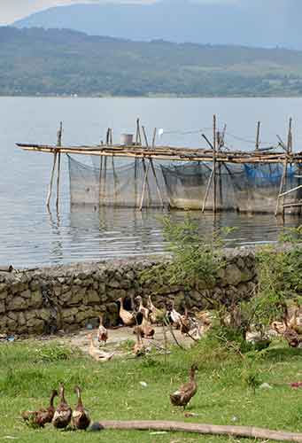 fish farm ducks-AsiaPhotoStock