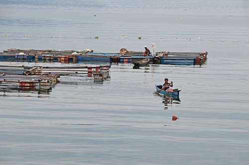 fish farm parapat-AsiaPhotoStock