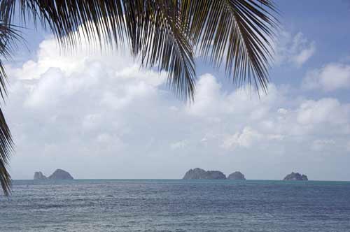 five islands palm tree-AsiaPhotoStock